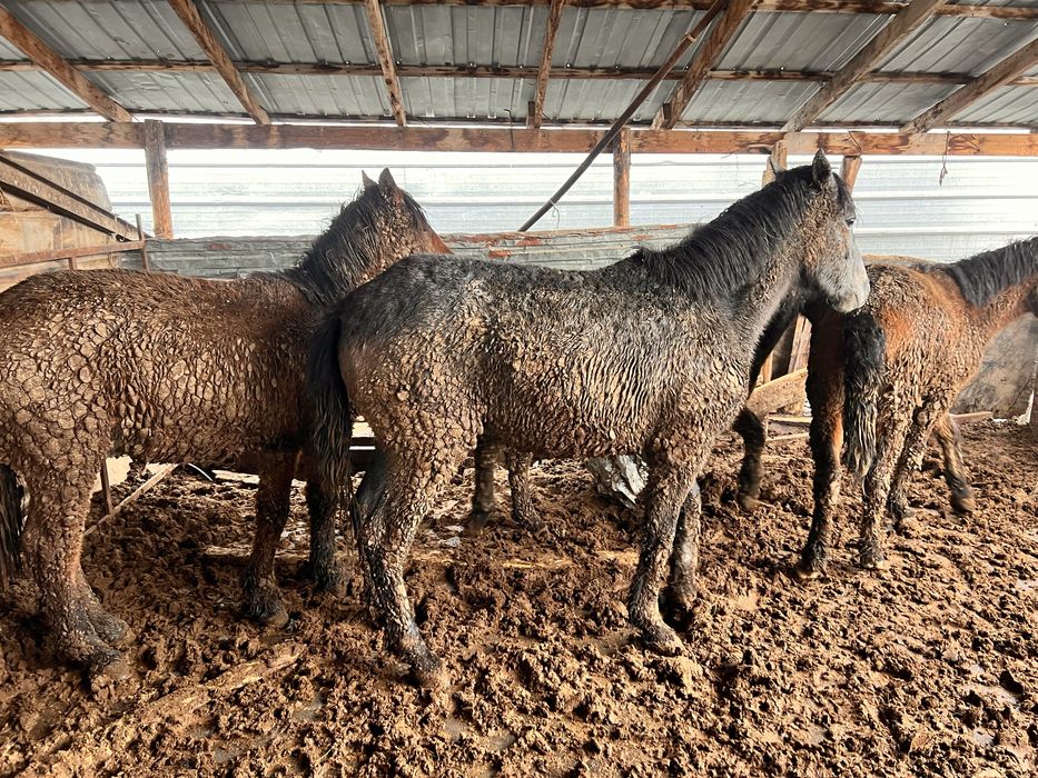 Соғым. Жылкы. Жас мал