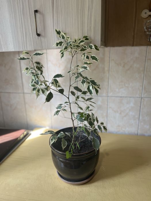 Цветы комнатные разные