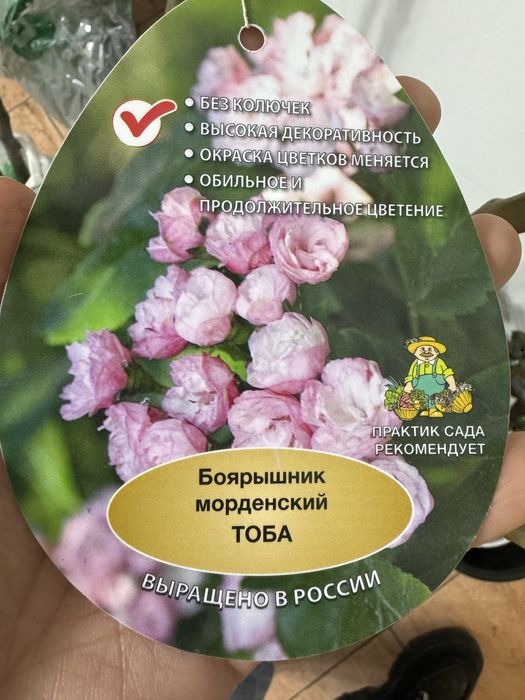 Садовые деревья