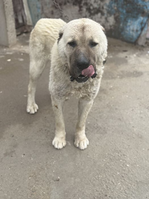 Вязка Алабай азият