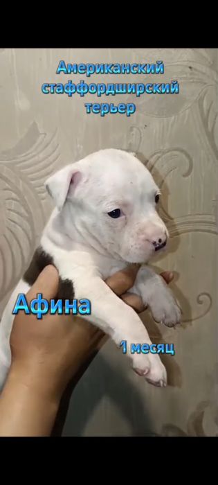 Продаются щенки АСТ