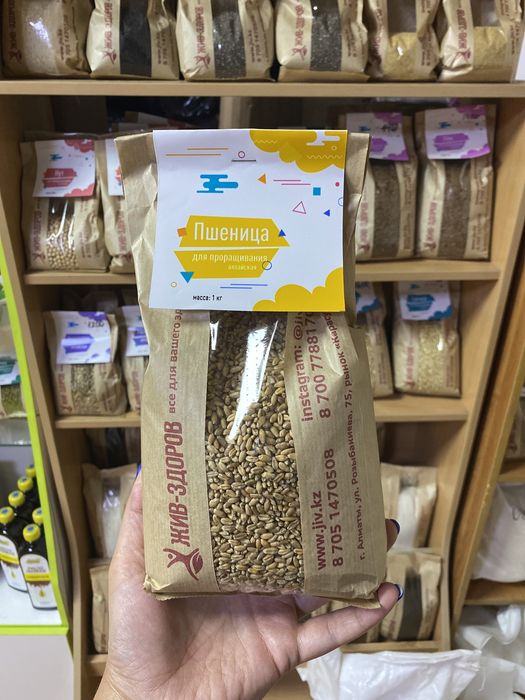 Пшеница для проращивания алтайская