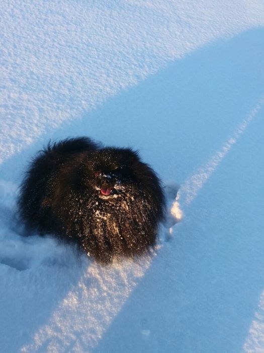 Шпиц немецкий вязка