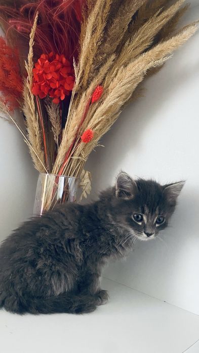 Отдам милых игривых котят