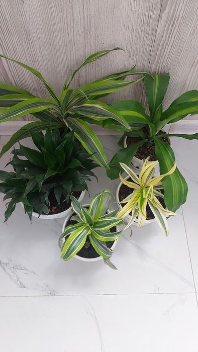 Комнатные растения.