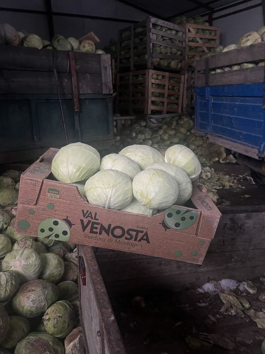 Varza de pastrare agresor