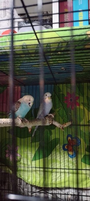 продам попугаев с клеткой