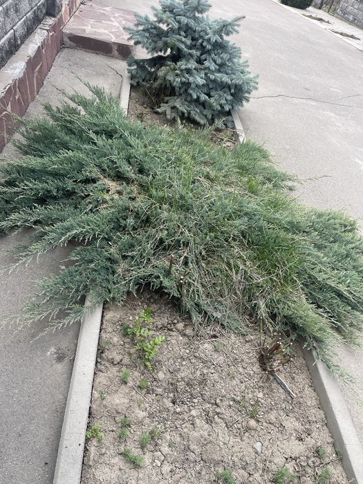 Ежемельник садовый