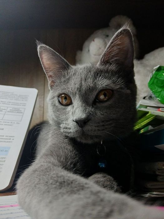 Продаётся  кошечка 
Продаётся великолепная кошка