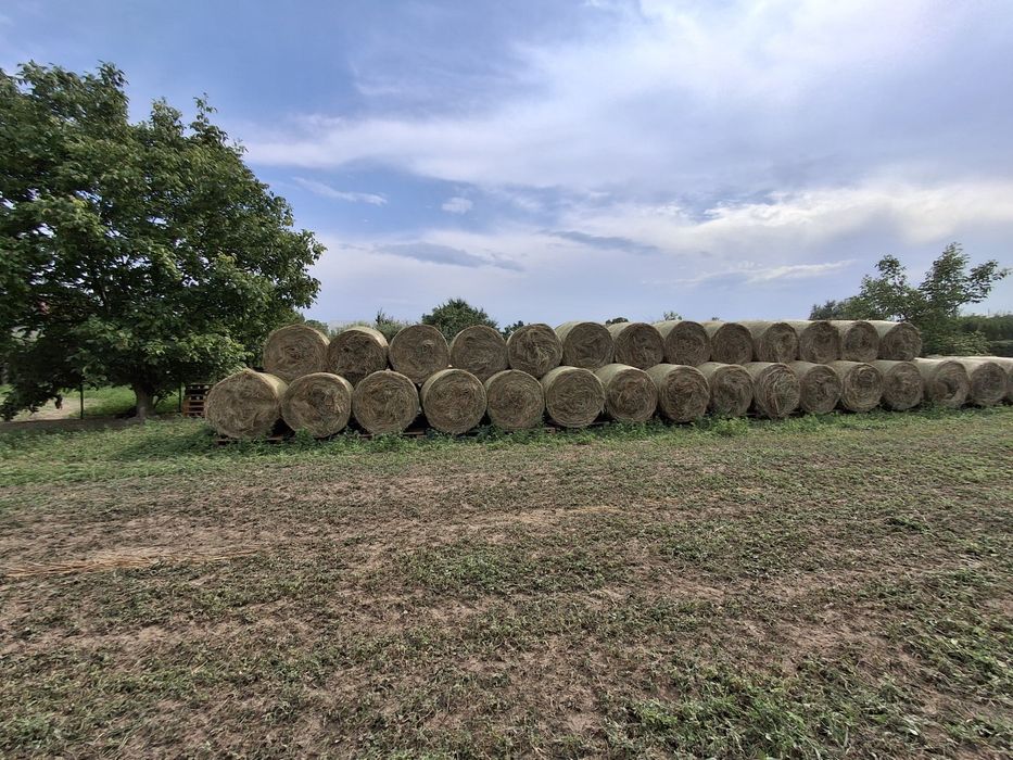 Baloți de fân 120lei, baloti lucerna 150 , grau 2026, ovăz strugurel