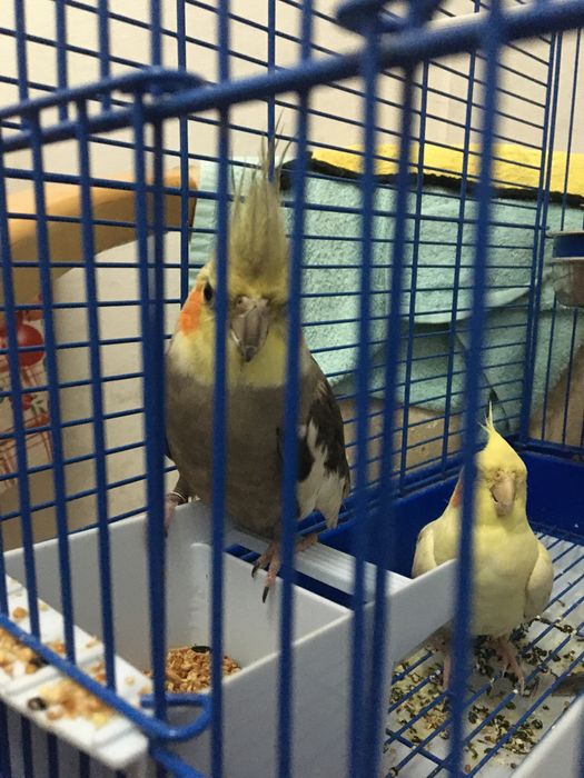 Попугай хорошие карелла пара