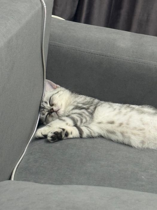 Продам шотландского котенка