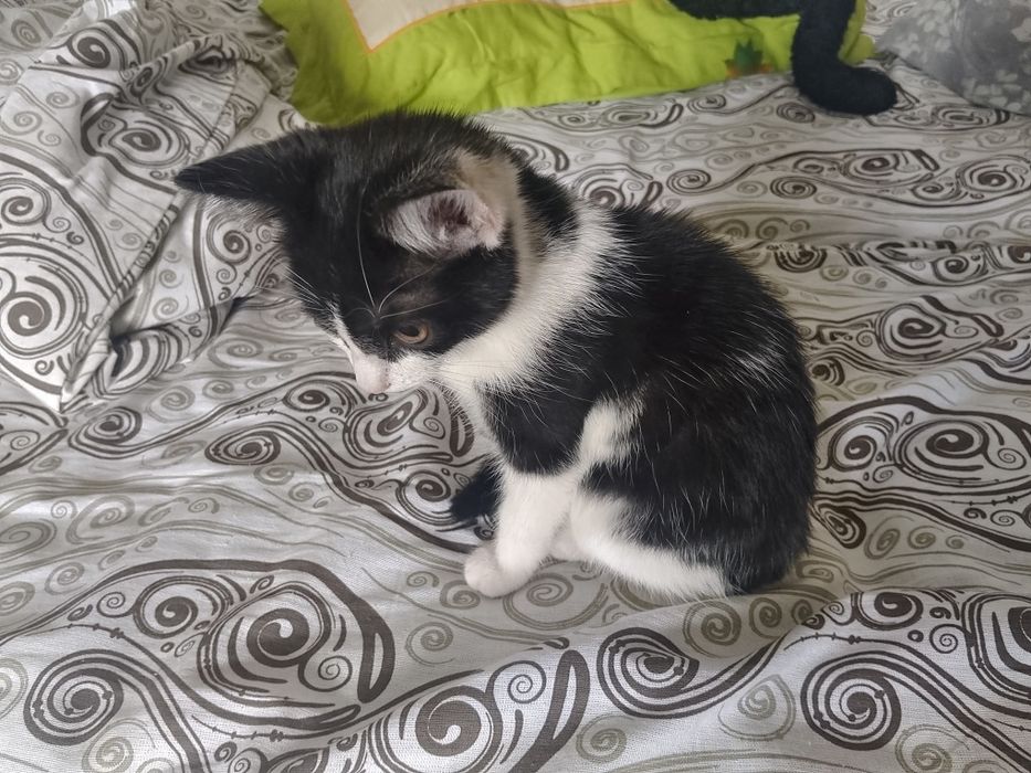 Найденыш! Котенок