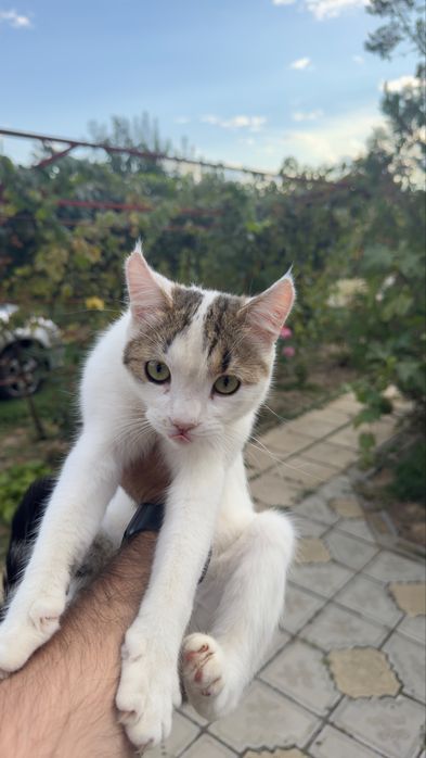 Pisica sterlizata spre adoptie