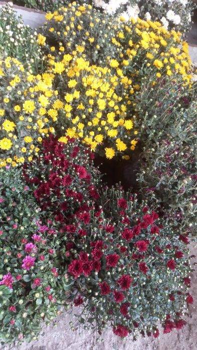 Ромашка белая крупная