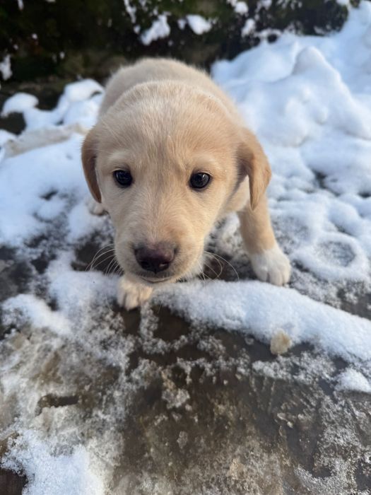 Кученца, на 40 дни, баща лабрадор, майка без порода.