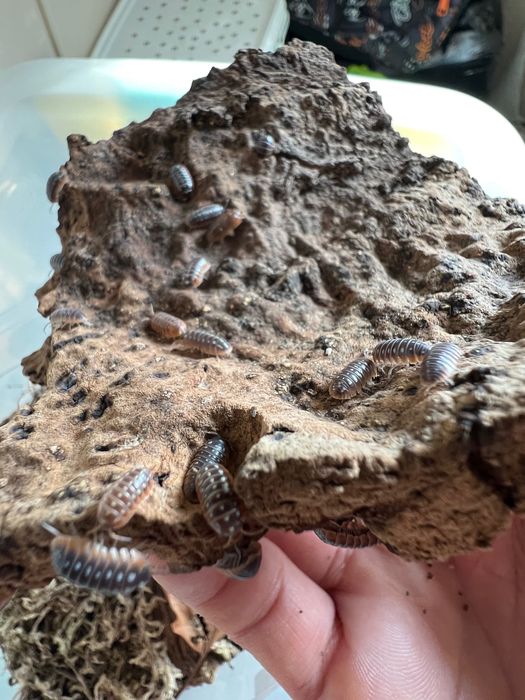Изоподи Armadillidium Klugii “Montenegro”
