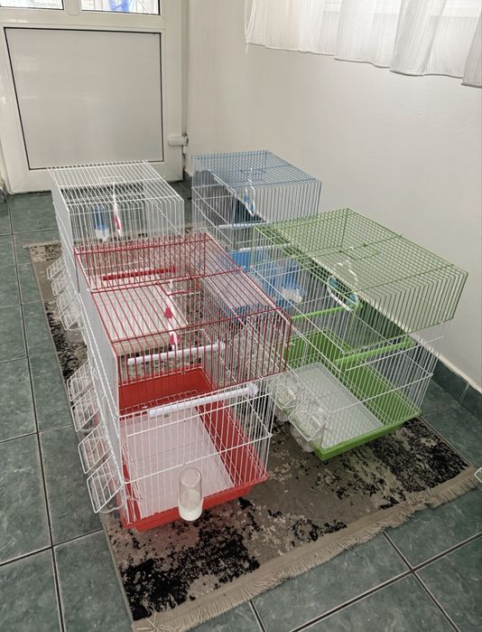 Colivii papagali
