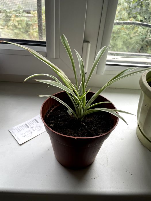 Хлорофитум, Spider Plant