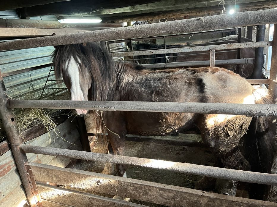 Продаётся жеребец и кобыла