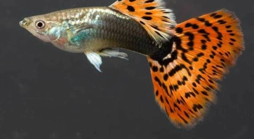 Пестрый хвост. Гуппи аквариумные рыбки. Аквариумные рыбки губи. Гуппи самец и самка. Гуппи Poecilia reticulata.