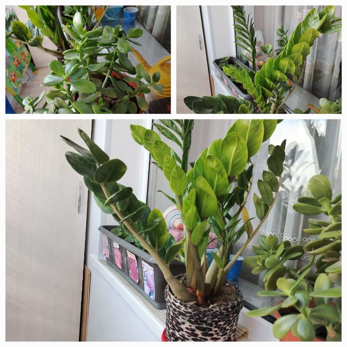 Комнатные растения