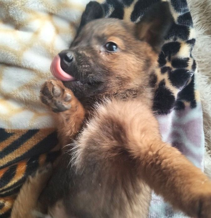 Щенки в добрые руки