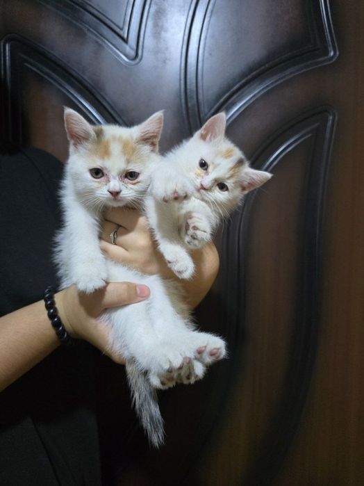 Продам котят 2месяца