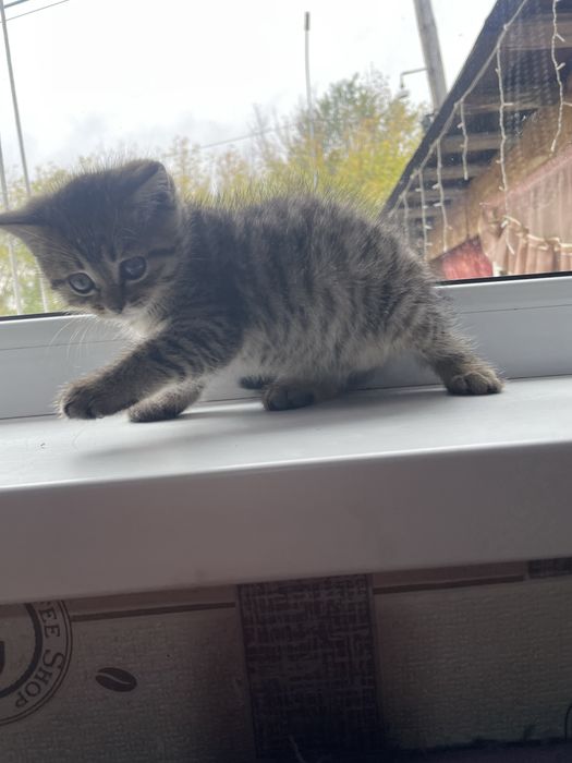 Котенок девочка от британки