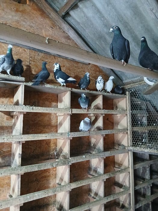 De vânzare tineri și bătrâni ,în comuna Nicolae Bălcescu județul Bacău