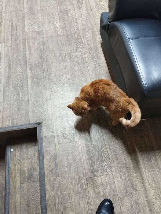 Mushuk erkak (Кот, мальчик) British fold