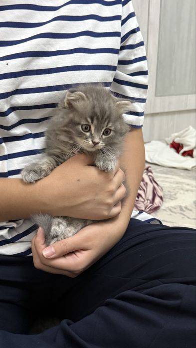 Сибирские котята чистой породы