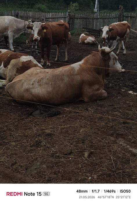 Vând Taur Simmental Rasă Pură – 2 ani, aprox. 650-700 kg, ideal pentru reproducție