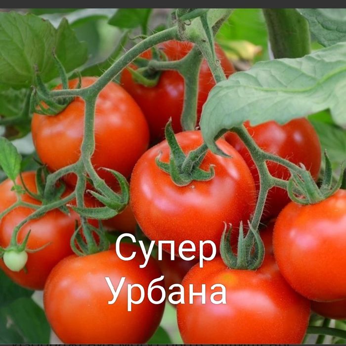 Рассада помидор.