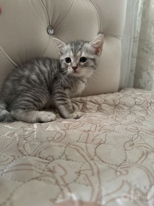 Котенок Шотландский