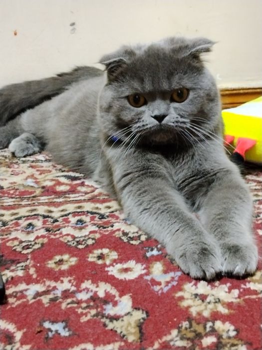 Надо невестка Для вязка мальчик