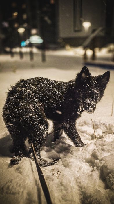 Продам щенка немецкой