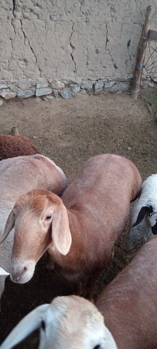 Арашан авгон гибрид совлик, куй