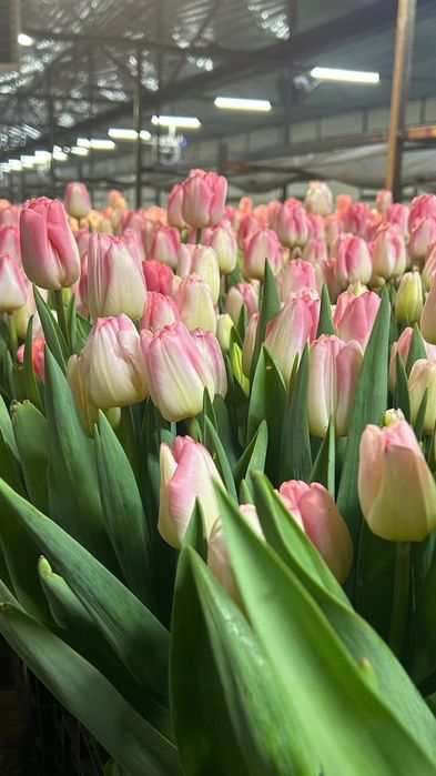 Тюльпаны большой выбор