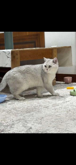Вязка (juftlashtirish) British Shorthair ShinShilla