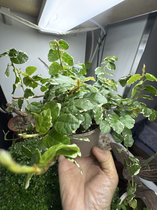 Поодам фикус Пумила!