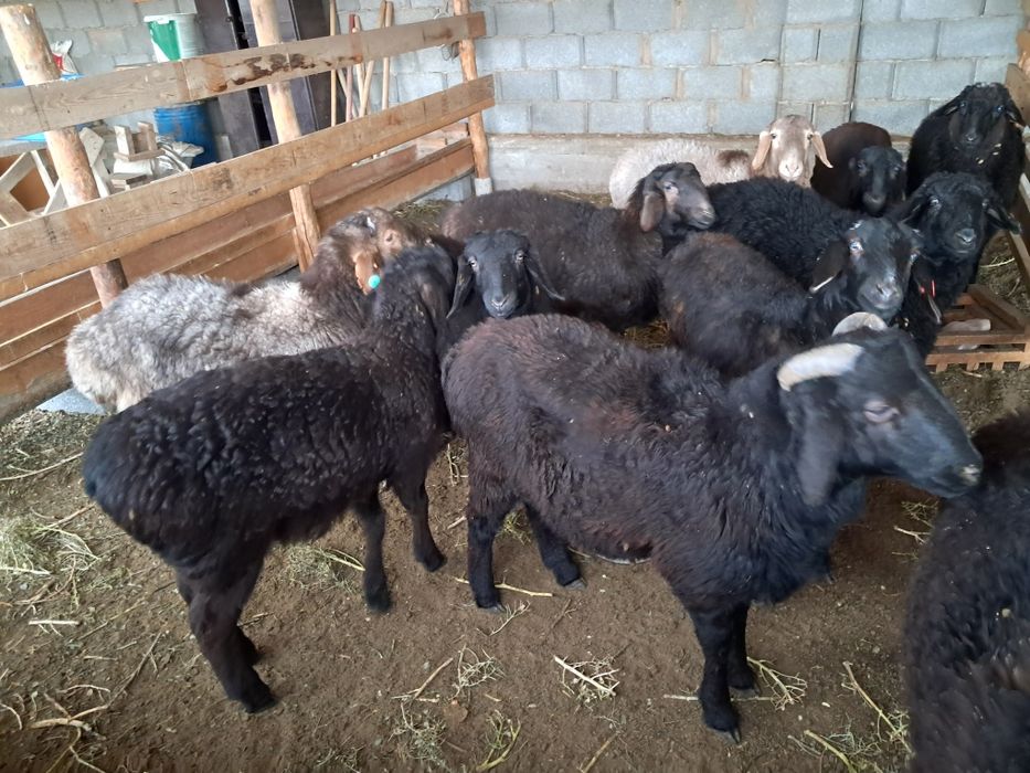 Қозы баран ягнят