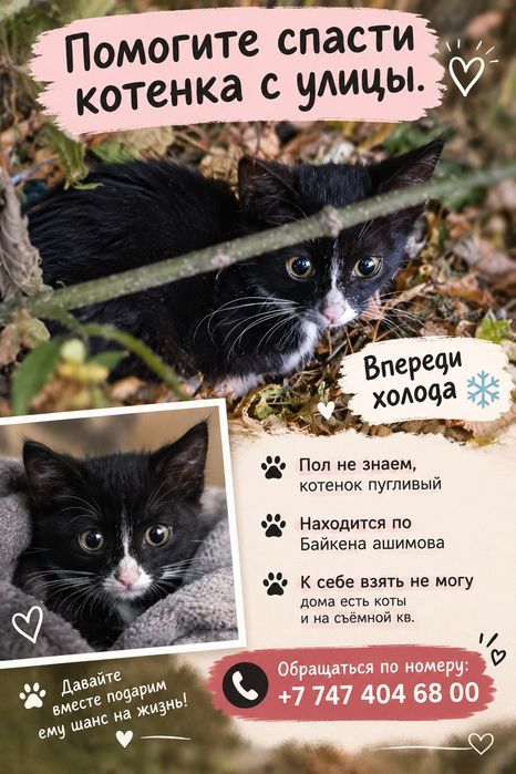 Помогите спасти котенка с улицы впереди холода