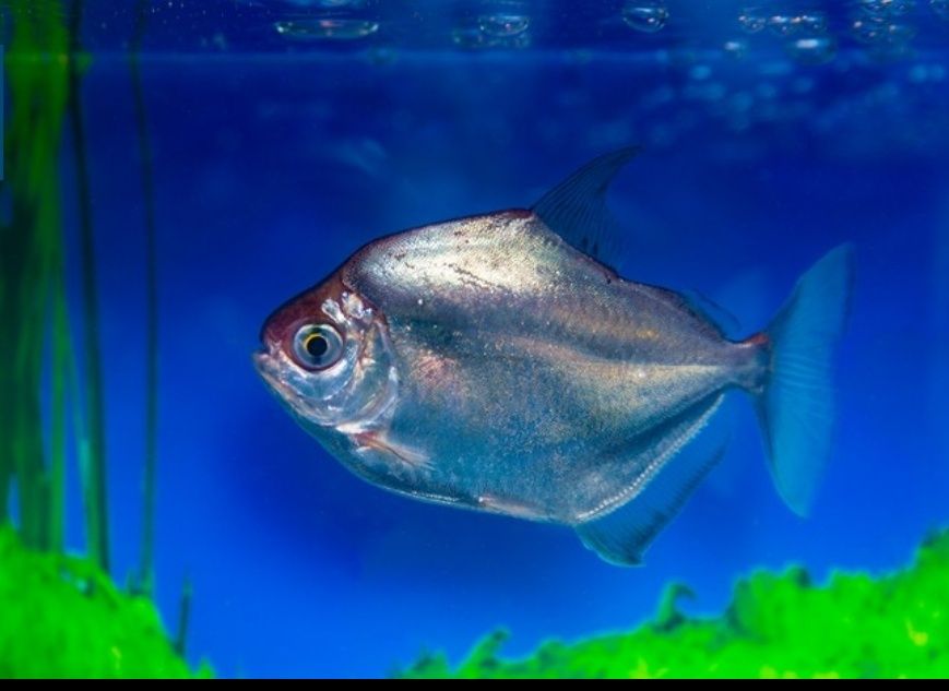 Аквариум оборудованный