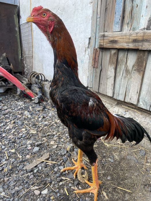 Джужа дакан китаец