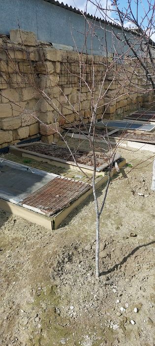 Продам абрикос-деревья