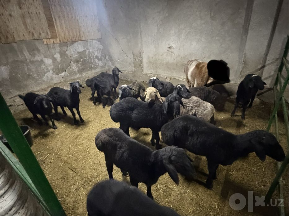 Arzon qo’ylar sotiladi 7,8 oyli