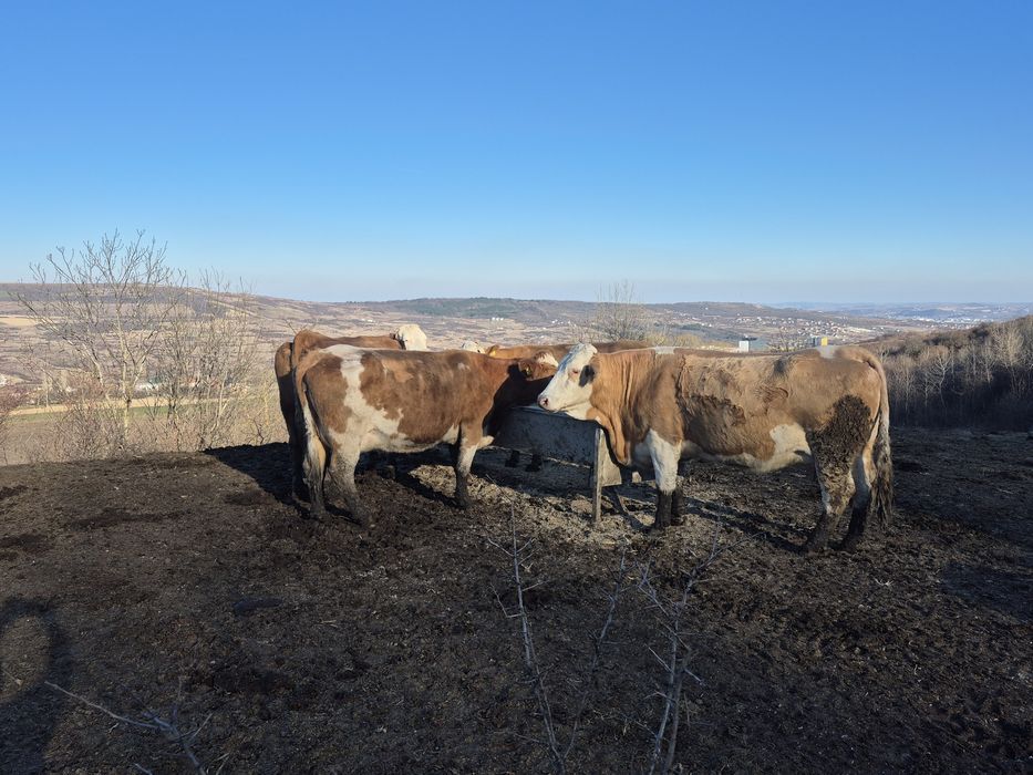 Vând vaci de lapte înscrise in  COP