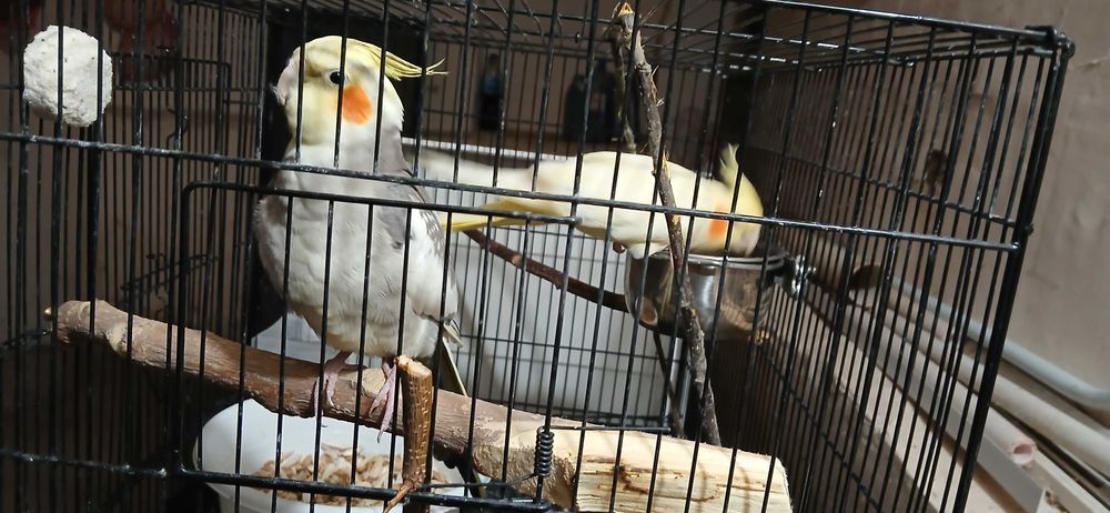 Корелла попугай парочка.