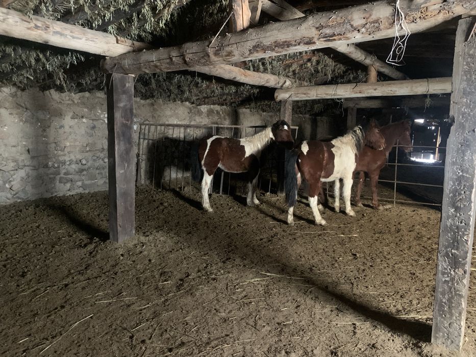 1,5 жасар тайлар